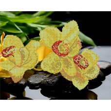 АК3-045 Жовті орхідеї. А-строчка. Схема на тканині для вишивання бісером