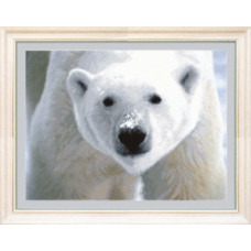 СБ-166 Білий ведмідь. Чарівна Мить. Схема на тканині для вишивання бісером