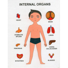 30349 Пазли навчальні Internal Organs. Strateg. Настільна гра українською мовою (Стратег)