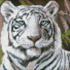 AMC7681 Бенгальський тигр. Ideyka. Набір алмазної мозаїки (круглі, повна) (Ідейка АМС7681)