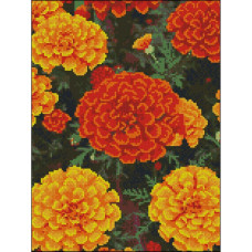 FZ3040-24 Strateg Алмазна мозаїка - Вогняні чорнобривці, 30x40 см (квадратні, на підрамнику, Стратег)