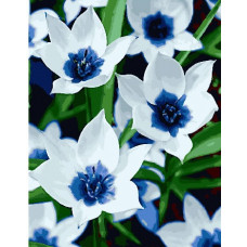 GX23055 Білосніжні квіти. Brushme. Картина за номерами