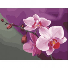 KHO1081 Рожеві орхідеї. Ideyka. Картина за номерами (Ідейка КНО1081)