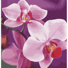 KHO3105 Чарівна орхідея. Ideyka. Картина за номерами (Ідейка КНО3105)