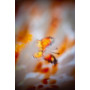 PN-0187941 Скатертина Помаранчеві квіти і метелики. Vervaco. Набір для вишивання хрестом