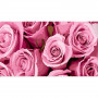 WW197 Рожеві троянди, 50х25 см. Strateg. Картина за номерами (Стратег)